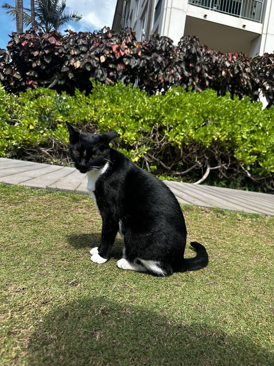 adderallgeekbar's tweet photo. hawaii cats https://t.co/7JAjMyYGLD