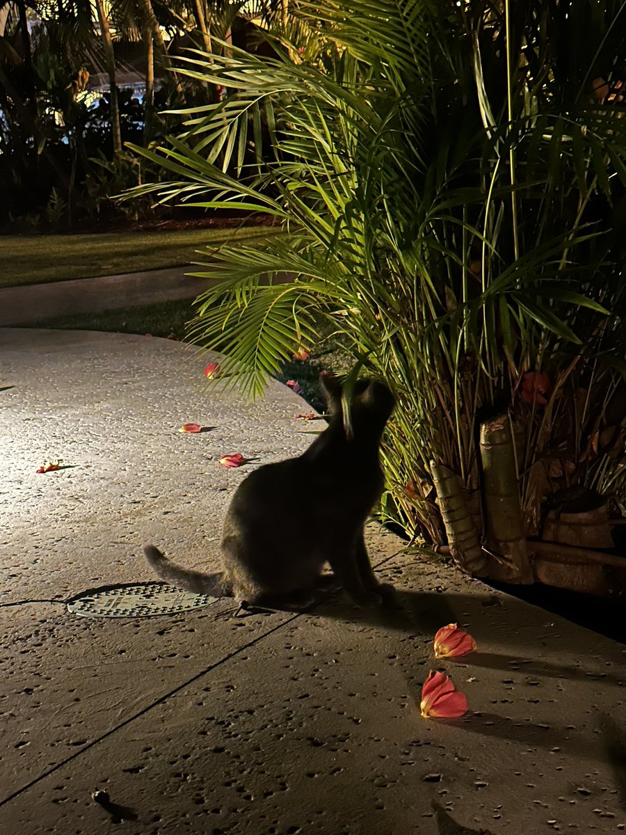 adderallgeekbar's tweet photo. hawaii cats https://t.co/7JAjMyYGLD