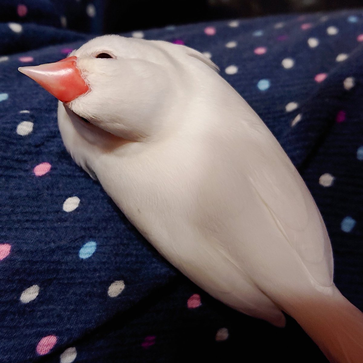 zero_posse's tweet photo. 座る文鳥
換羽終わったと思ったのにまだ続けるらしい。。。 https://t.co/AWrkVxYPxx