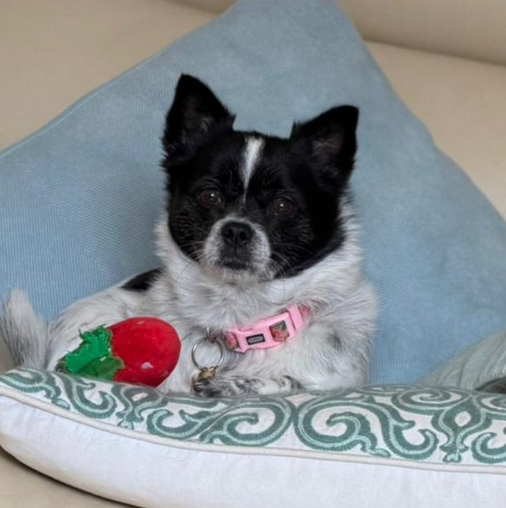 MissingPetsGB's tweet photo. 🐕 BLOSSOM #Pom #chi
#missing last seen Middle common near alltami road #Mold #Buckley #CH7 #Flintshire #Wales on 30 May 2026 
She has a spotty white strip on her nose &amp; a yellow harness &amp; pink collar
Very nervous please don't shout or chase if seen🙏 
https://t.co/vN2wcjOvS9 https://t.co/ECBROKuUqN