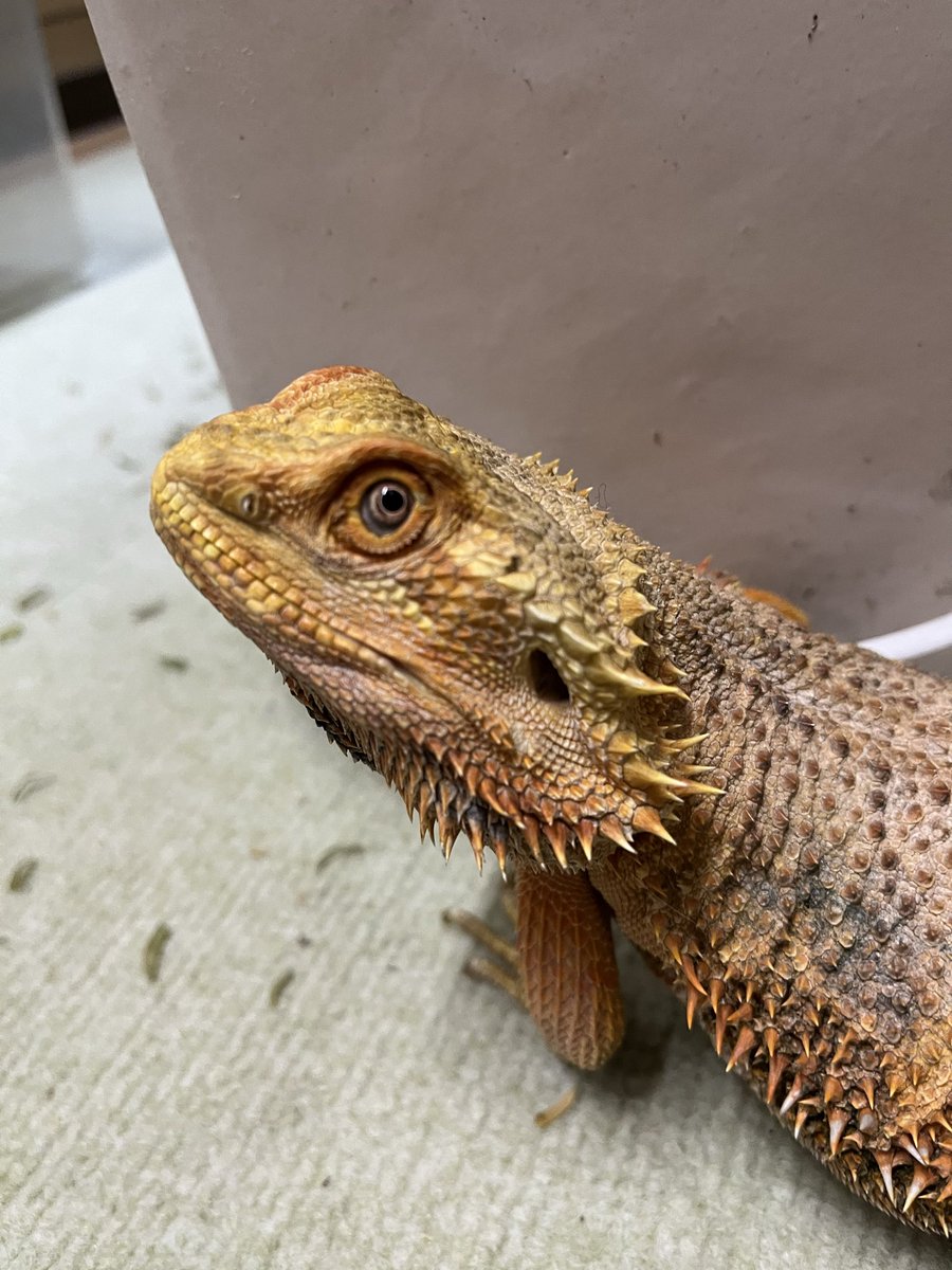 RoomAnimal's tweet photo. じろり👀

#beardeddragon #フトアゴヒゲトカゲ https://t.co/kHcAdTpFmV