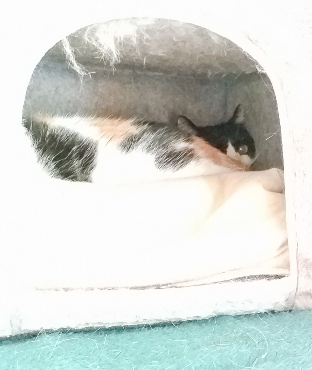 保護猫ルームえびす(大阪府里親募集中) tweet media