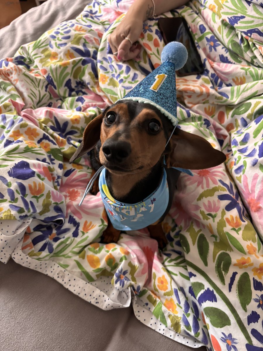 robinforeal's tweet photo. hes such a sweetie. everyone say happy birthday to him right Now https://t.co/rPrVnLouD4