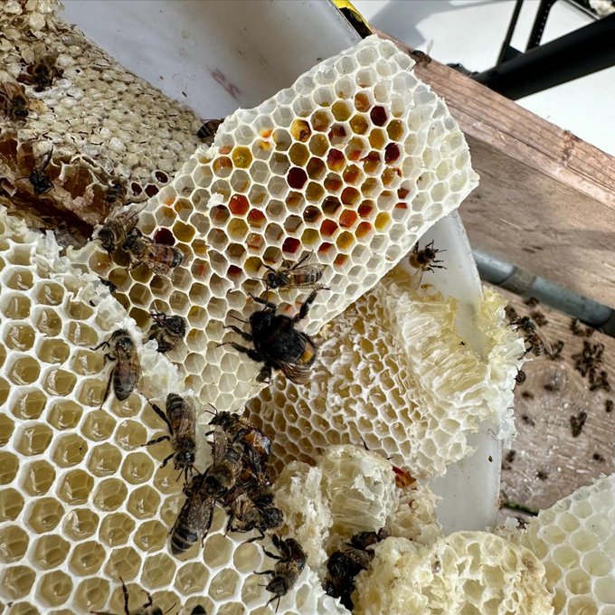 BuzzOffHoneyBee's tweet photo. It's vital to take care in the removal of #honeybee swarms because the #honeycomb is a food source for the bees

Learn more at https://t.co/hXcAgCctMg  

#wildlifemanagement #conservation https://t.co/Ib4uVAxFeM