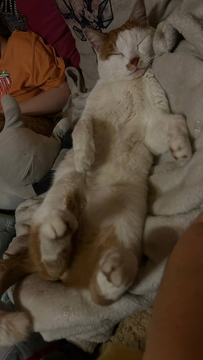 Asterchik's tweet photo. @bbichi1108 У меня ощущение, что у нас с вами один и тот же кот! 🤣 https://t.co/daeGdVDVyc