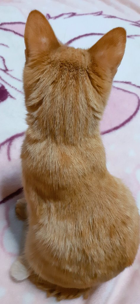 cocomomiji91's tweet photo. ここちゃん後ろ姿♥️ https://t.co/zxv8Kwh4cQ
