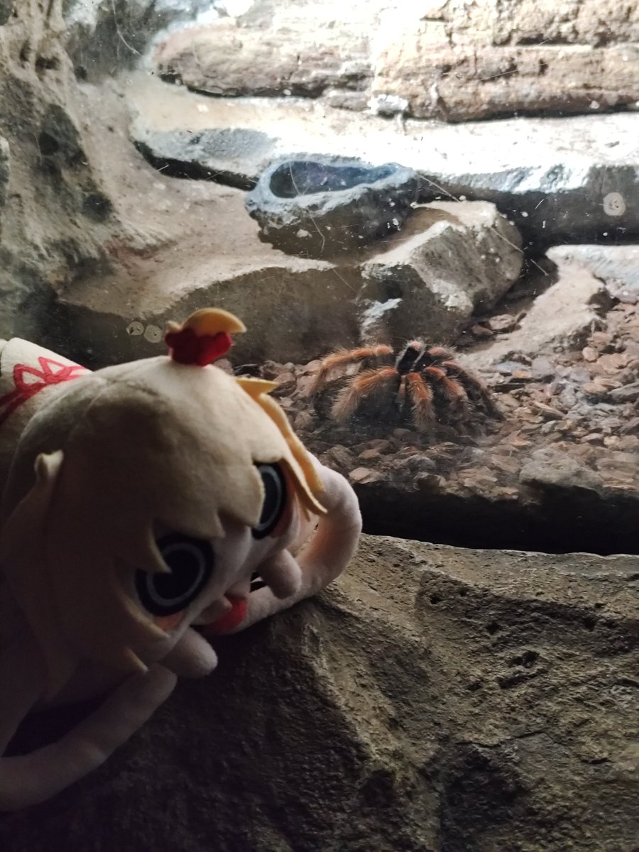 AgentHaaton008's tweet photo. ⚠️ Spider Warning ⚠️

Is that...🕷️!?
Taranchama meets Tarantula!
It's my first time seeing one in real life 😮 #推し活はあとん日記 https://t.co/hRX2LWZ0Tw