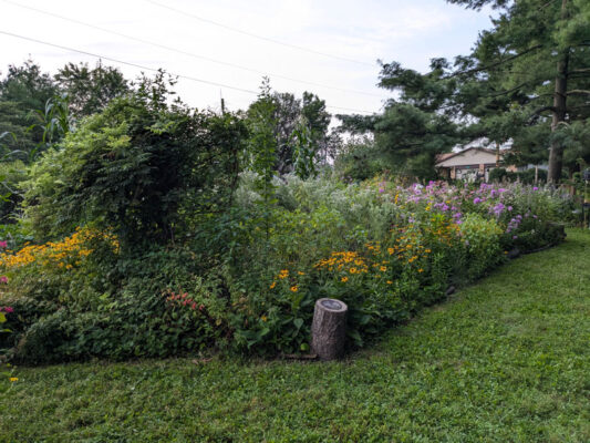 andrewwimer's tweet photo. This is crazy! A village in Illinois is ordering a botanist to tear up the garden she has been working on for years, saying it's "high grass or weeds." Laura Schaefer has 7 days to do it or the village will send people onto her property to destroy the garden--then bill her! https://t.co/3ZXWSpoxgY