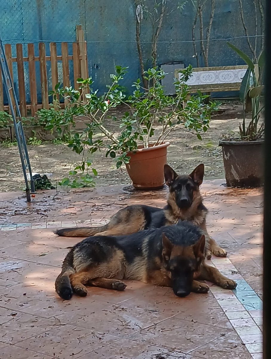 SilviaMylo's tweet photo. Dos preciosas pastoras alemanas que se quedan sin nada 😢 💔
Se han criado juntas desde cachorras, ahora la dueña dice que por circunstancias ajenas a ella ( sería para reírse si no fuera tan horrendo lo que las va a pasar separadas y a saber con quién... Por qué no da alguno de sus hijos por circunstancias... 😡), las tiene que dar.. 😞 😭
Los animales son para la mayoría de las personas cosas cosas de las que uno puede deshacerse cuando ya no les interesan.. 😞
Pueblo de Cádiz
618208620