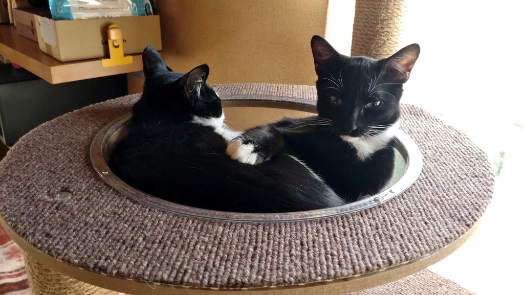 jp_sight's tweet photo. 飼い主です。
猫タワーで一緒してるキーラとライムです。
去年の12月ごろなので今より幼く、二人で宇宙船に入っています。
この頃は病気なんて思いつけてませんでした。
キーラ、頑張ろうね。
明日も二人仲良くいてね。
#キーラ
#猫
#保護猫
#猫の手術
#心房中隔欠損症
#cat
#catsurgery
#SaveMyCat https://t.co/QMVmwQukRT