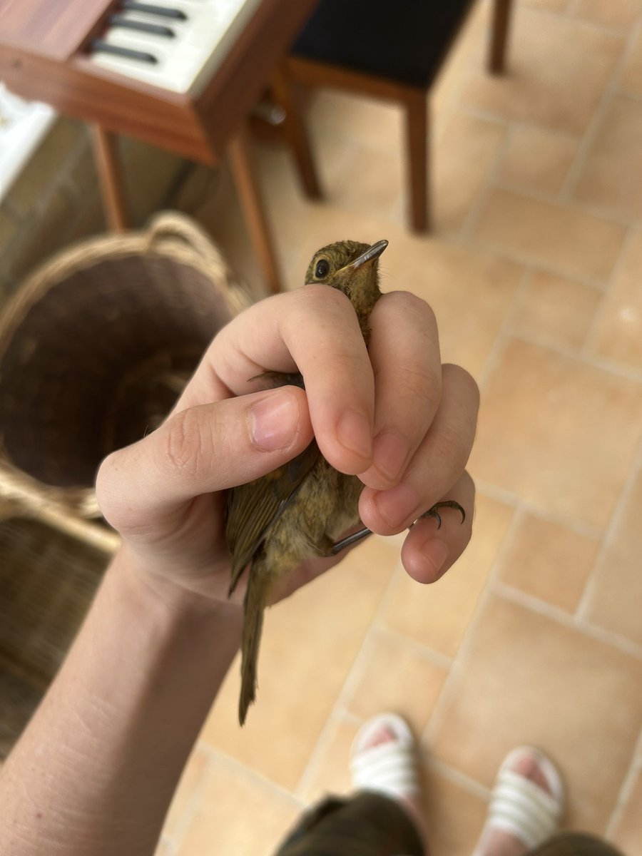 sequelsaur's tweet photo. intruder in my house https://t.co/po8fSfSHvI