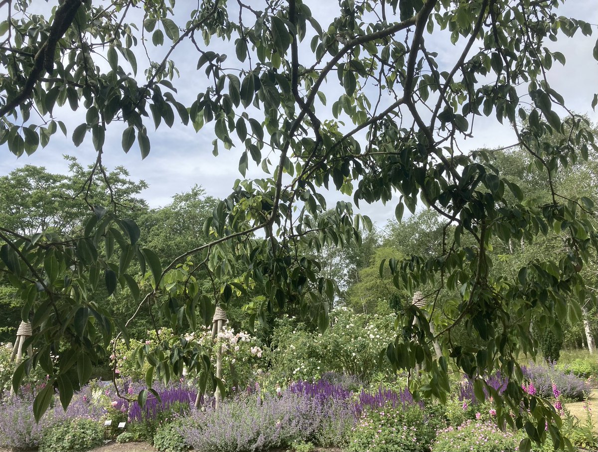 DfsStubbs's tweet photo. June in #Cambridge #University #Botanic #Garden à #floral explosion ! https://t.co/IrkGi4c9aQ