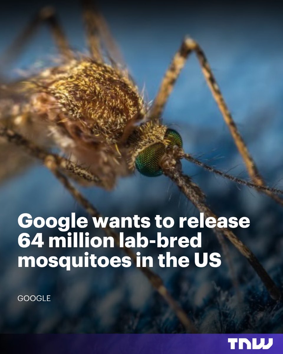 thenextweb's tweet photo. Google’s fix for mosquitoes is 64 million more mosquitoes.
The males carry a bacteria that makes wild females lay dead eggs. Trials already cut biting populations up to 95%. https://t.co/X3GFwSm0ii https://t.co/Vl0O1USKOs