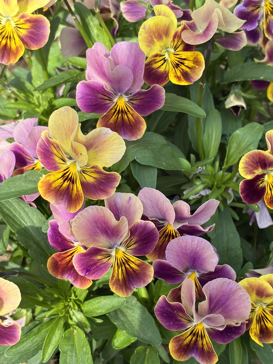 oRHYNkWVjZ26583's tweet photo. June has arrived, and it is almost time to say goodbye to the violas.
#viola #violas #gardening #mygarden https://t.co/xefwSMhjaB