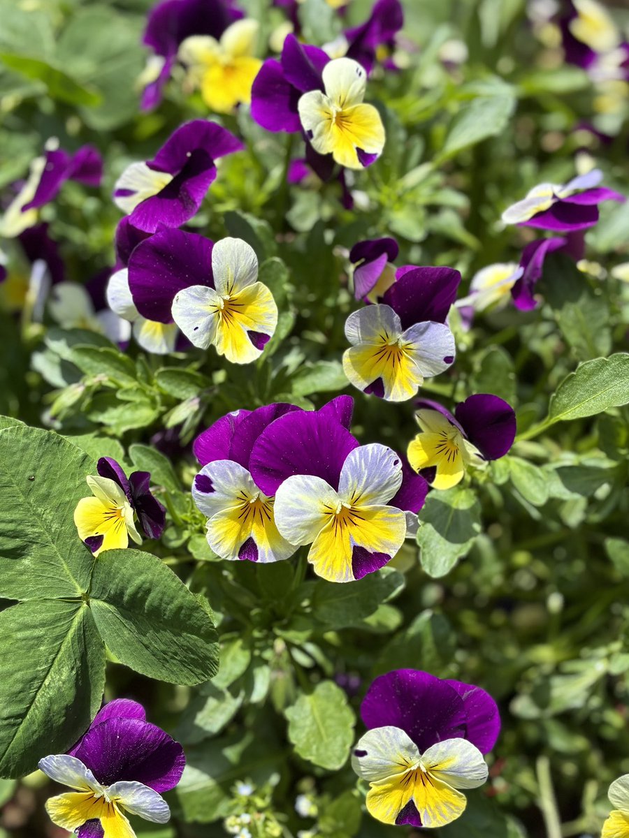 oRHYNkWVjZ26583's tweet photo. June has arrived, and it is almost time to say goodbye to the violas.
#viola #violas #gardening #mygarden https://t.co/xefwSMhjaB