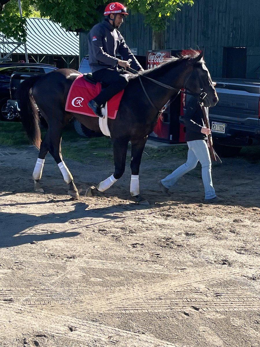 DRFGrening's tweet photo. Attention Giants fans. The equine Harbaugh. A 2-year-old colt by Not This Time expected to debut this summer in Saratoga. https://t.co/YjqbPptVy7