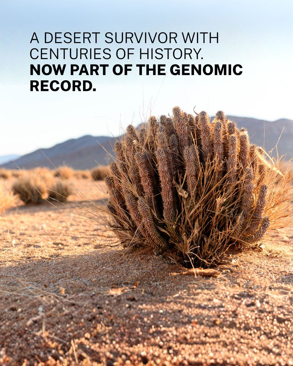 diplomics_sa's tweet photo. The San people knew Hoodia gordonii long before science did. 

Used for generations as a survival tool in the harshest conditions on earth, bitter ghaap is now one of the most commercially sought-after succulents in the world, and one of the clearest examples of why indigenous knowledge protection matters. 

This milestone adds its reference genome to the 1KSA catalogue. 
Visit https://t.co/3SnnTbXP5G to explore more of our species.

#1KSA #HoodiaGordonii #BitterGhaap #ConservationGenomics