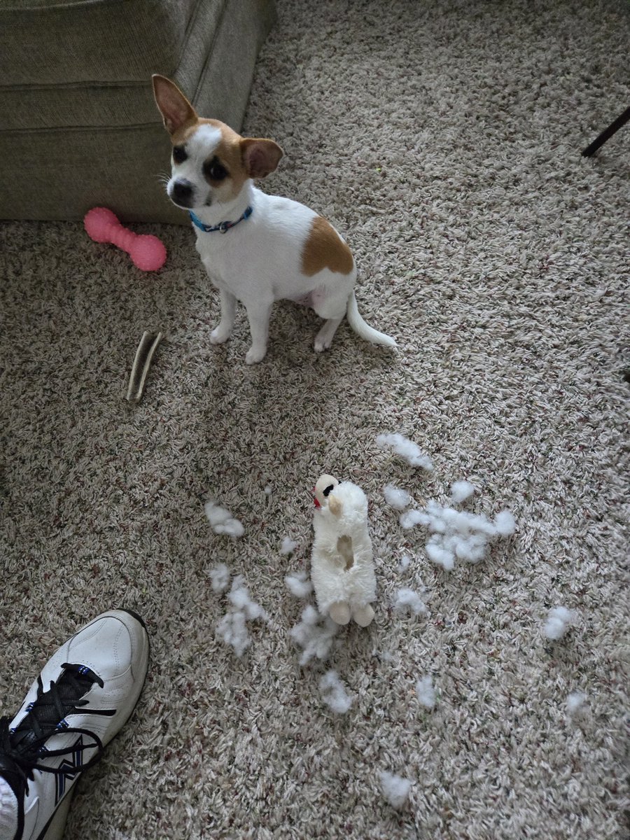 TomkynR5's tweet photo. According to Facebook, today is the two year anniversary of serial toy killer Rikku taking her first victim. Please consider a moment of silence in memory of poor Lamb Chop #1 and the many toys she has dispatched since then. https://t.co/TifYFHT6iU