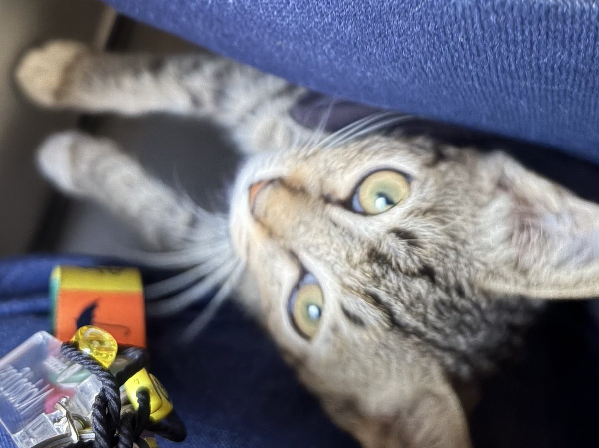 croisschan's tweet photo. Halo semuaa. Aku gatau ini bisa reach ke banyak orang atau engga. Tapi tadi kitten ini naik LRT (gatau dari stasiun apa, jurusan Harjamukti), dan turun di stasiun LRT Cawang. Kasihaan karena masih kecil banget😢😢 Dan dia keliatan terawat, bersih banget bulunya. Takut ada ibunya https://t.co/sFxJdU7Dfv