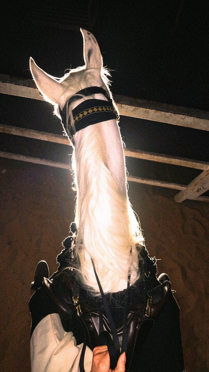 marwasbm's tweet photo. اشبّهه باللي عسيفٍ من الخيل
تلعب وانا حبل الرسن في يديّا https://t.co/Ow0eQspiIx