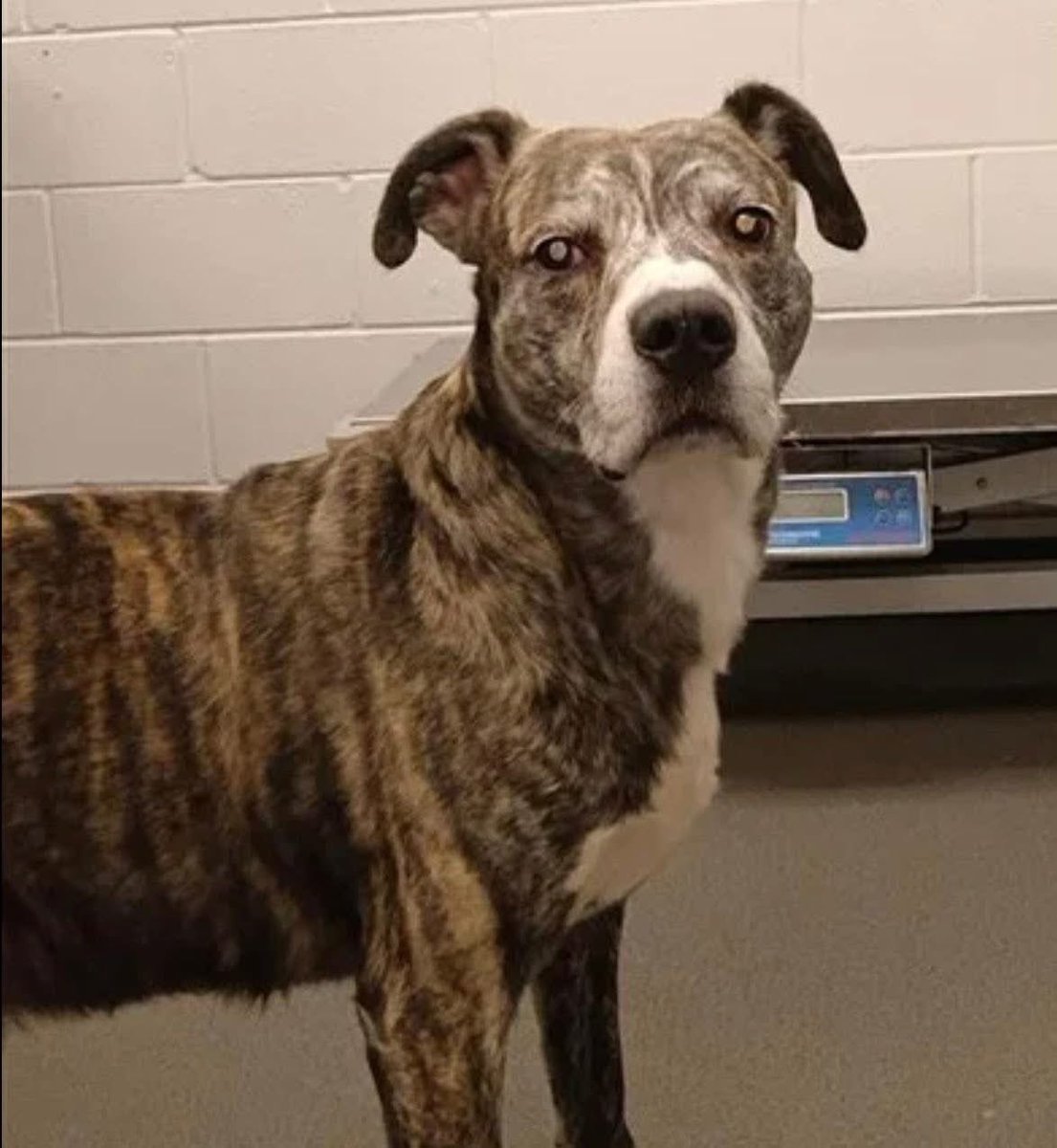 LisaBrabson's tweet photo. Beautiful boy KASH #A386590 7YO 
doesn't know why he didn't get rescued too😐 but he isn't giving up!
He knows someone will see how beautiful &amp; fabulous he is!
Amazing personality,well mannered, extremely loving ❤️ 
Plz #ADOPT #FOSTER OR #PLEDGE4RESCUE 
U can adopt for $25 #TX https://t.co/IrESuh1FBN