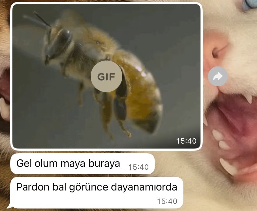 EsraPalta4's tweet photo. Allah’ım niye bi tane normal insan göndermiyosun https://t.co/hcZMtvKhIM