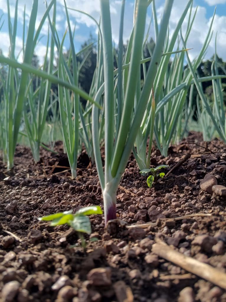 OmiaLtd's tweet photo. Achieving maximum yields requires quality seed.

With recommended spacings of 30cm × 10cm or 15cm × 10cm, you can establish approximately 135,000–270,000 plants per acre for Super Yali onions depending on your production target.

Grow quality bulbs and increase your profits.

#Farmersfirst #SustainableFarming