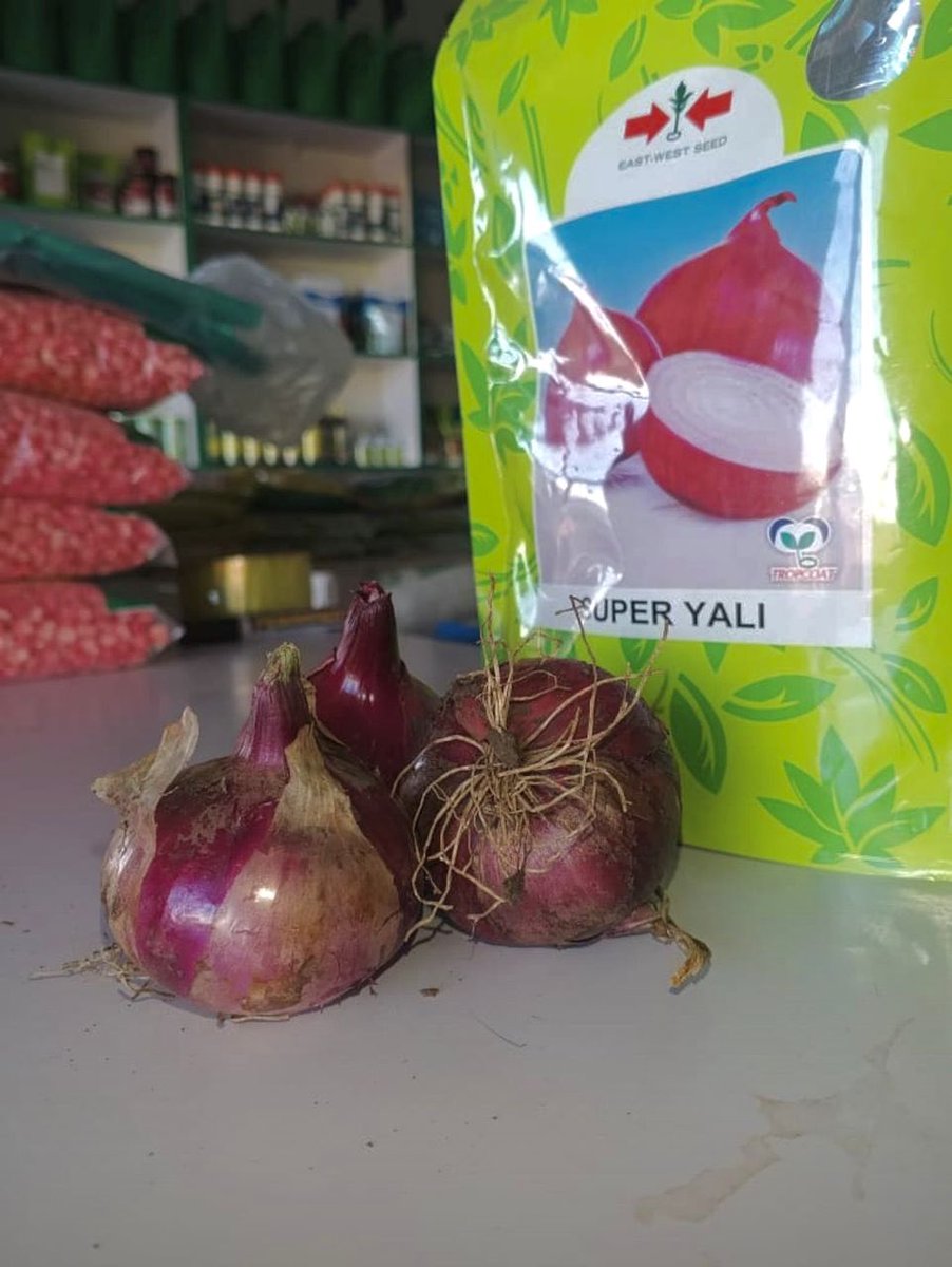 OmiaLtd's tweet photo. Achieving maximum yields requires quality seed.

With recommended spacings of 30cm × 10cm or 15cm × 10cm, you can establish approximately 135,000–270,000 plants per acre for Super Yali onions depending on your production target.

Grow quality bulbs and increase your profits.

#Farmersfirst #SustainableFarming