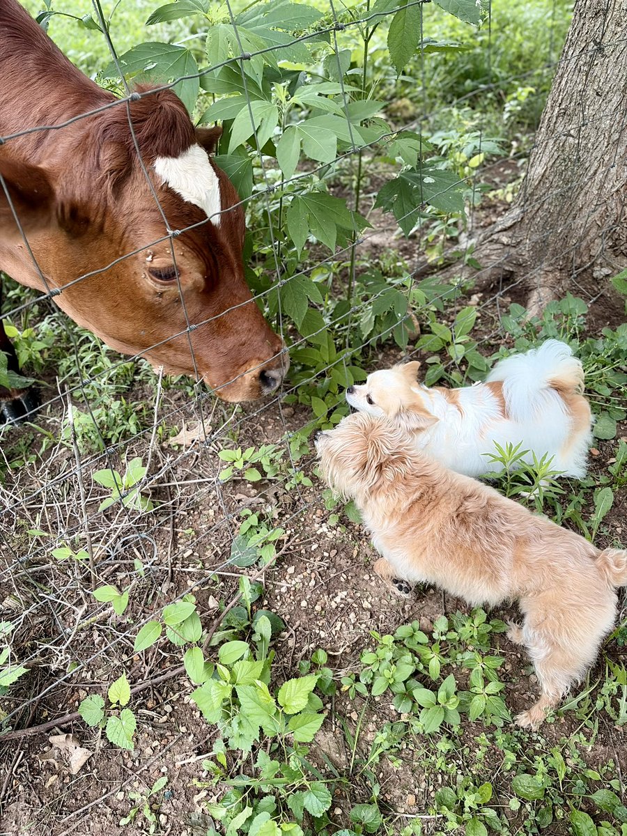 TokenandFriends's tweet photo. 🎶 Ole Miss Morgan ran a pet care biz, E-I-E-I-O! 🎶

And in that biz they cared for farm animals, E-I-E-I-O! 🐴🐐🐓🐑🐖

With a happy tail here, and a happy paw there, here a neigh, there a baa, everywhere a happy pet! ❤️ https://t.co/8RN2pJiq9n