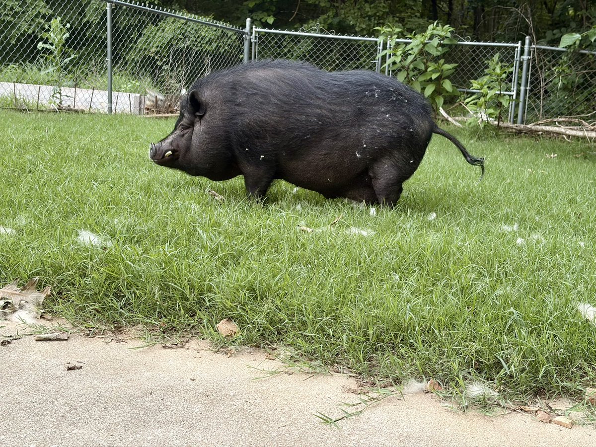 TokenandFriends's tweet photo. At Token &amp; Friends Pet Services LLC, we know every animal deserves personalized care, whether they bark, meow, neigh, cluck, or anything in between. From household pets to a whole plethora of farm animals, we’ve got your furry, feathered, and hoofed family covered! 🐾 https://t.co/1XUWNnJlc4