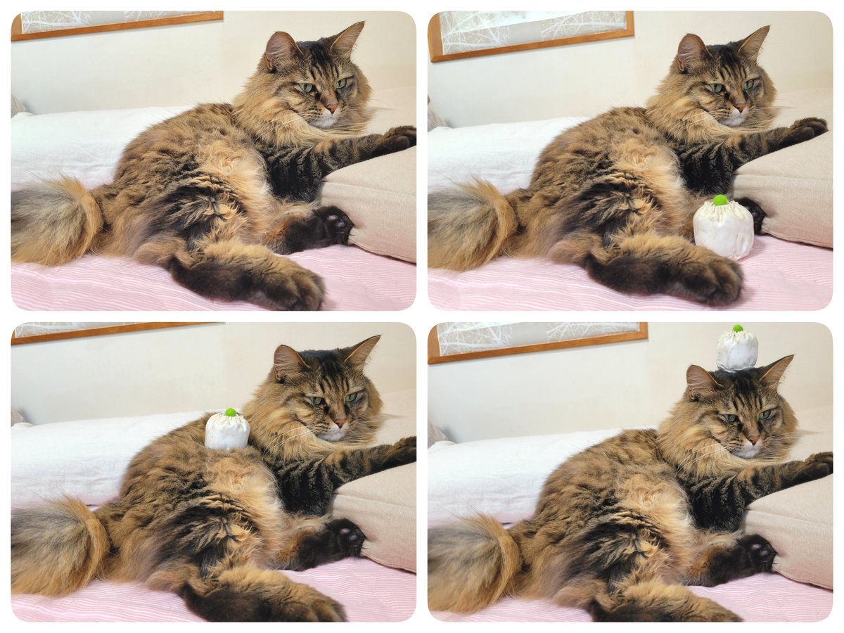 tanu_tyan's tweet photo. どこに置かれても微動だにしない https://t.co/9Bqu7EGwxL