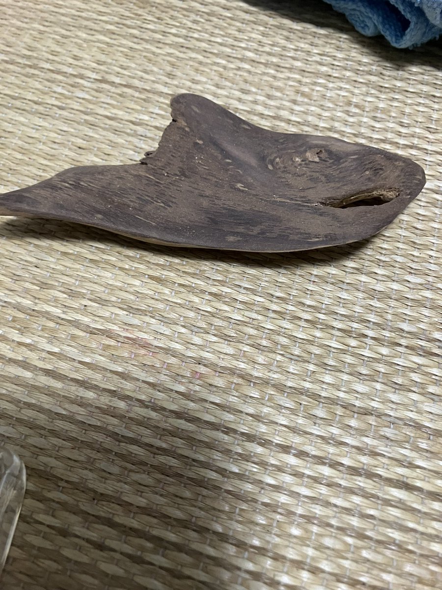 ryou33233's tweet photo. #流木
海で拾った流木研磨したら
鮫になりました。
何の木だろう、黒茶色の木
南洋系？広葉樹？ https://t.co/usw1GVKsuw