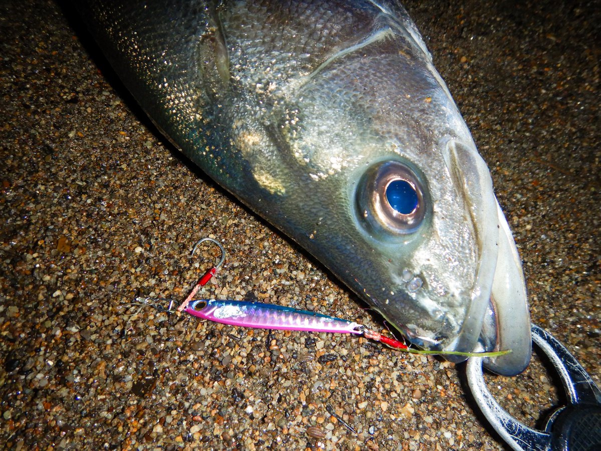 APIA_KAMADA's tweet photo. 魚はいっぱいいるけどボトムでジッとしてる、この時期の川あるある。
青龍で、ボトムとってからのスローリトリーブ。
これが釣れるんですねぇ〜〜✌︎
#APIA
#青龍ハイパー20g
#雄物川 https://t.co/EVH51hNbyH