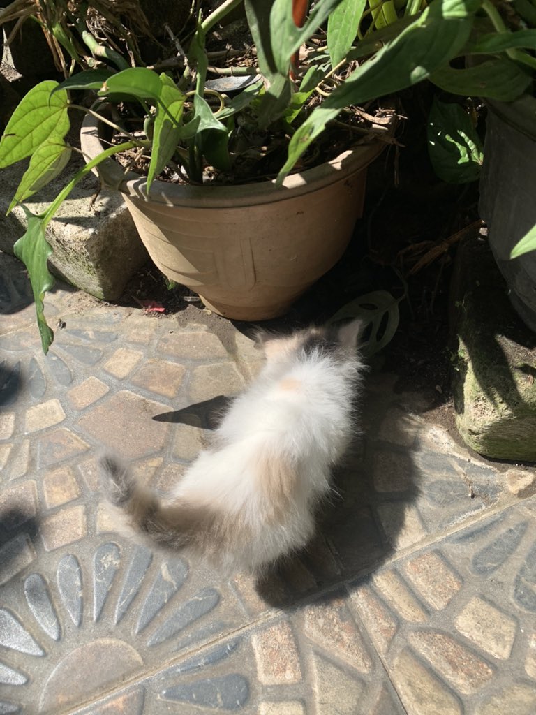 micelinnsz's tweet photo. pagi pagi menjemur cuking https://t.co/hy4NiMQZEw
