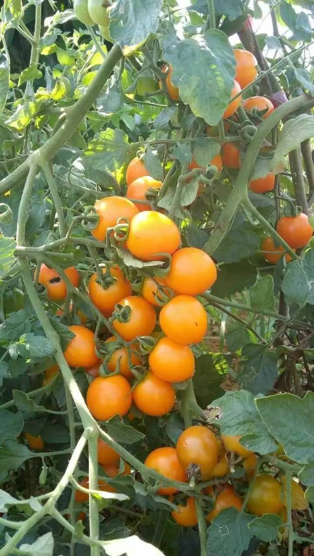 Bhieunk_86's tweet photo. New arrival! Premium fresh cherry tomatoes u0026 organic baby spinach in stock now—perfect for your summer salads u0026 quick meals. Grab yours today at our local market stall! https://t.co/xCagpvDJ9H