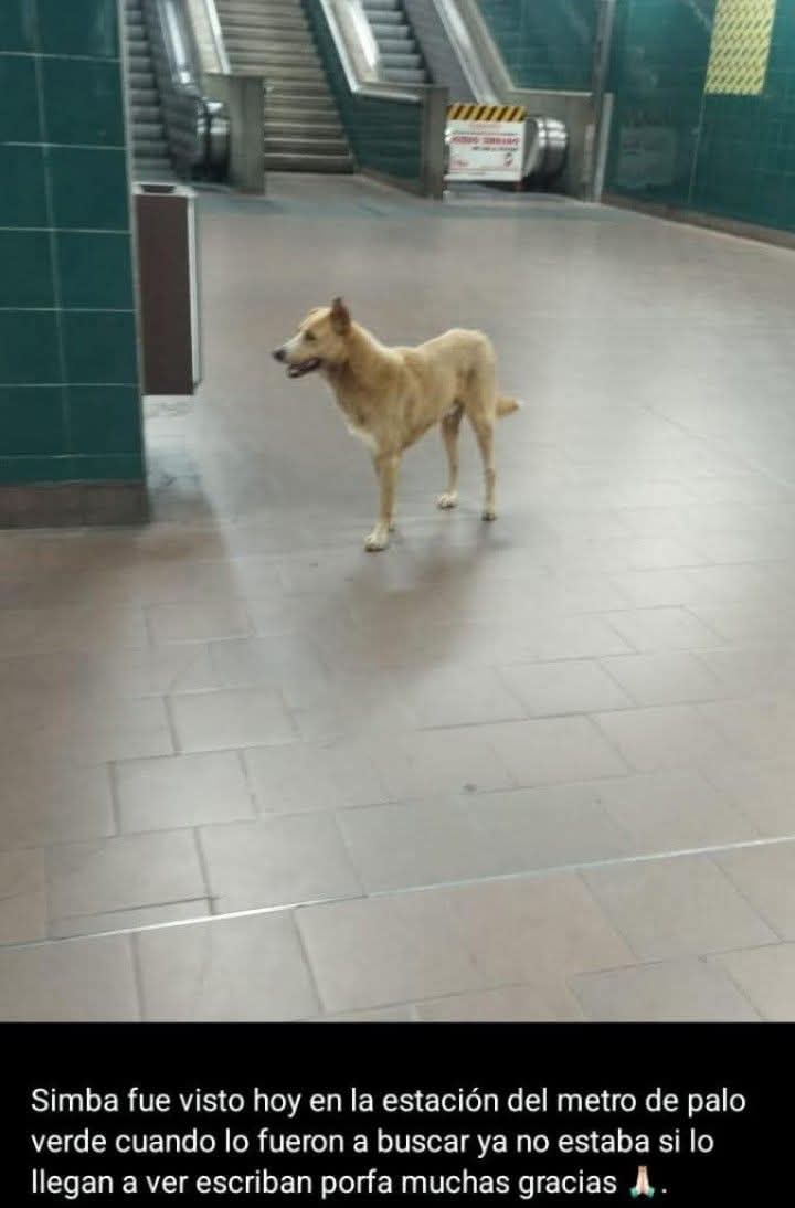 PerroUsuario's tweet photo. Se busca RP  @RedPaloVerde: Atención vecinos! 
Si llegan a ver a Simba pueden llamar a estos números:
04127096627
04227743270
04143745066
04129127095
Fue visto en la estación del metro de @RedPaloVerde https://t.co/2tEGJFHCKI