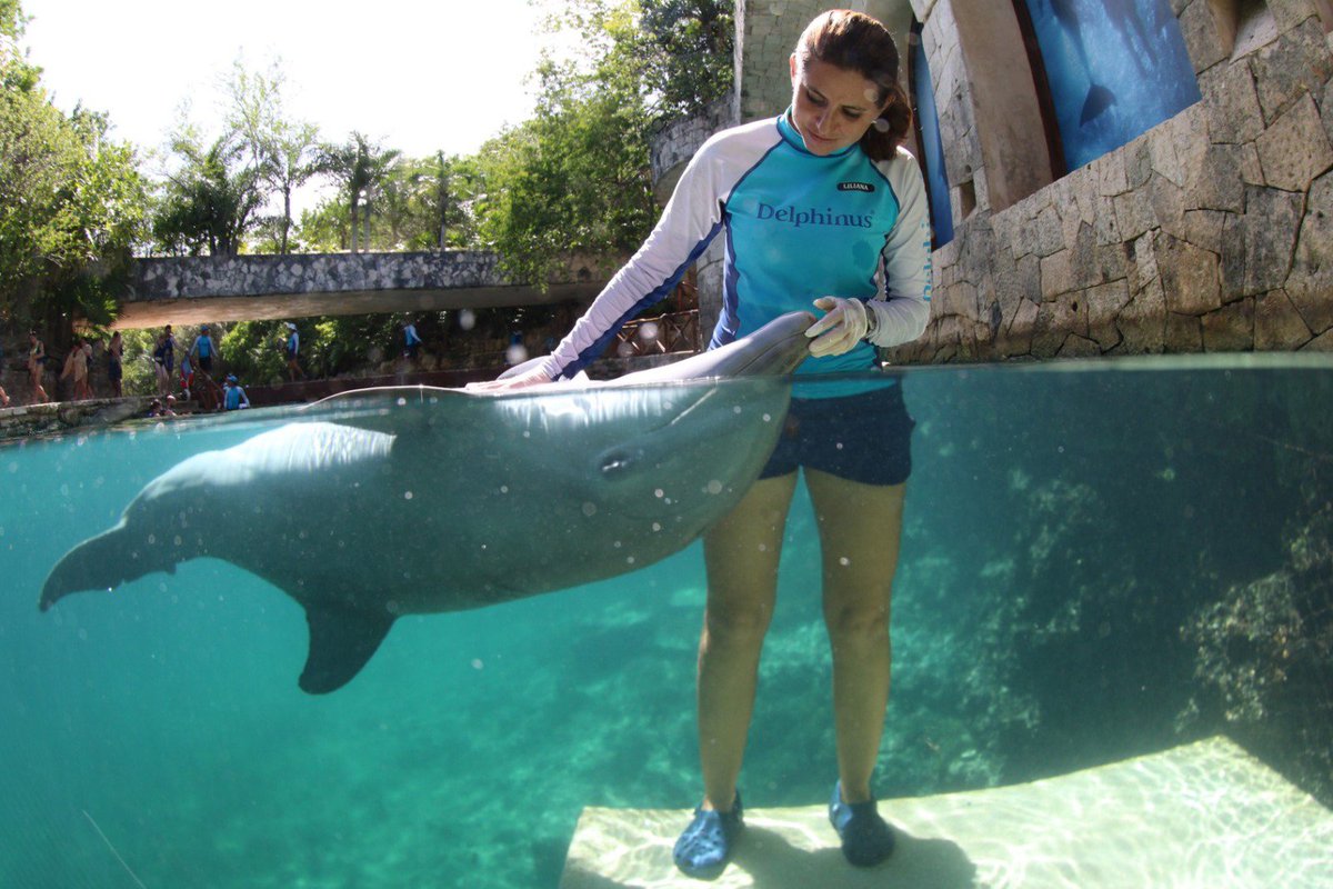 espinosapaco's tweet photo. La #AmericanHumaneSociety reconoce 10 años de Delphinus como empresa generadora de bienestar animal. https://t.co/KtSfdYiN4H