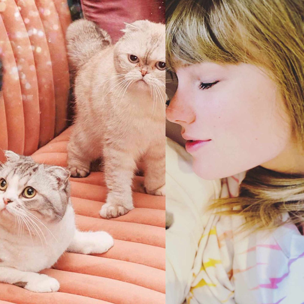 theTSupdates's tweet photo. ‼️| A new “Meredith &amp; Olivia Swift” section was added to Taylor Swift’s albums shop.

— The only item listed on the section is the “folklore album cardigan plush cat”. https://t.co/31E2G8VQXG