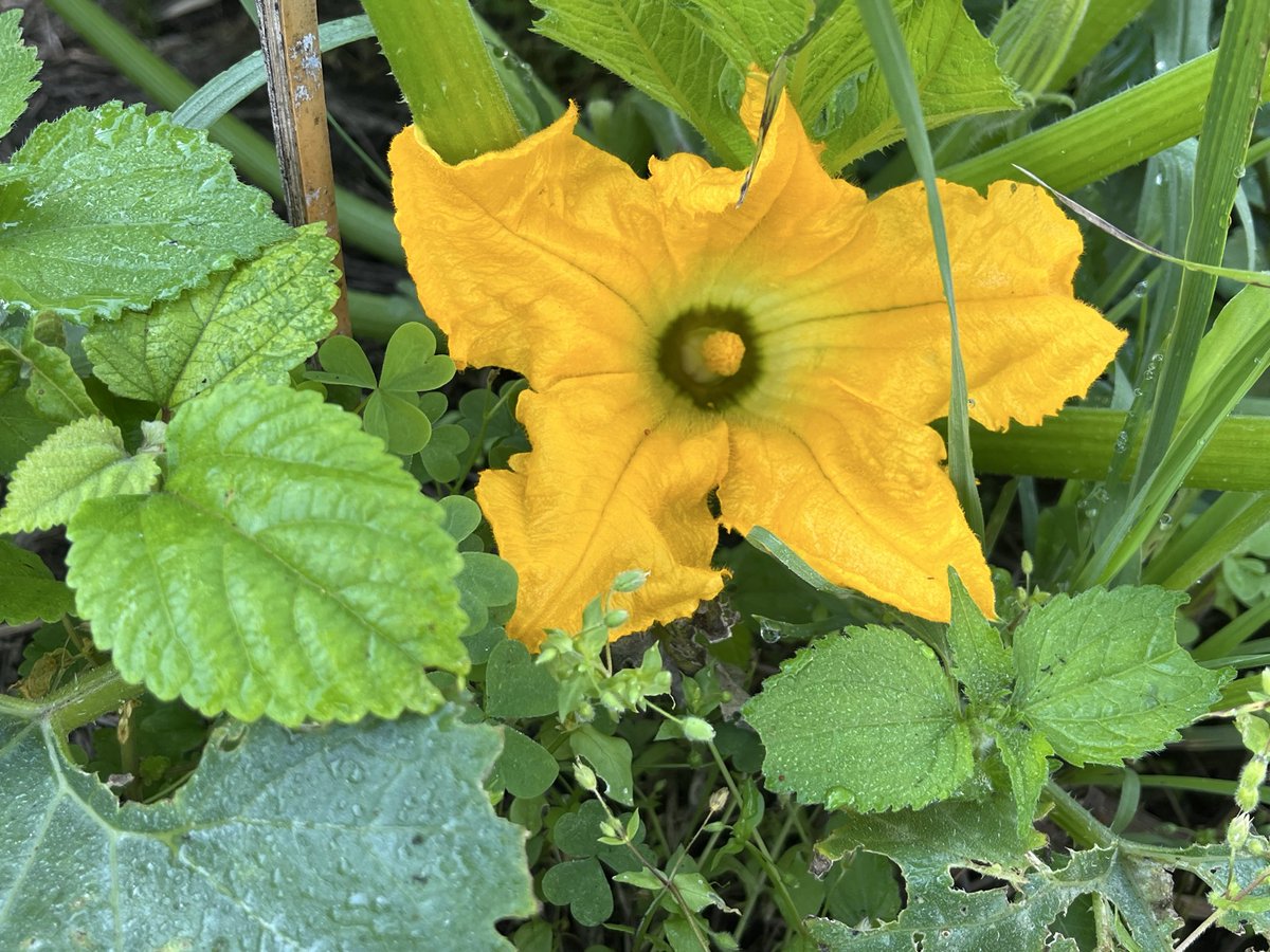 FULL812's tweet photo. 今朝は雄花🏵️ https://t.co/khnToVg36C
