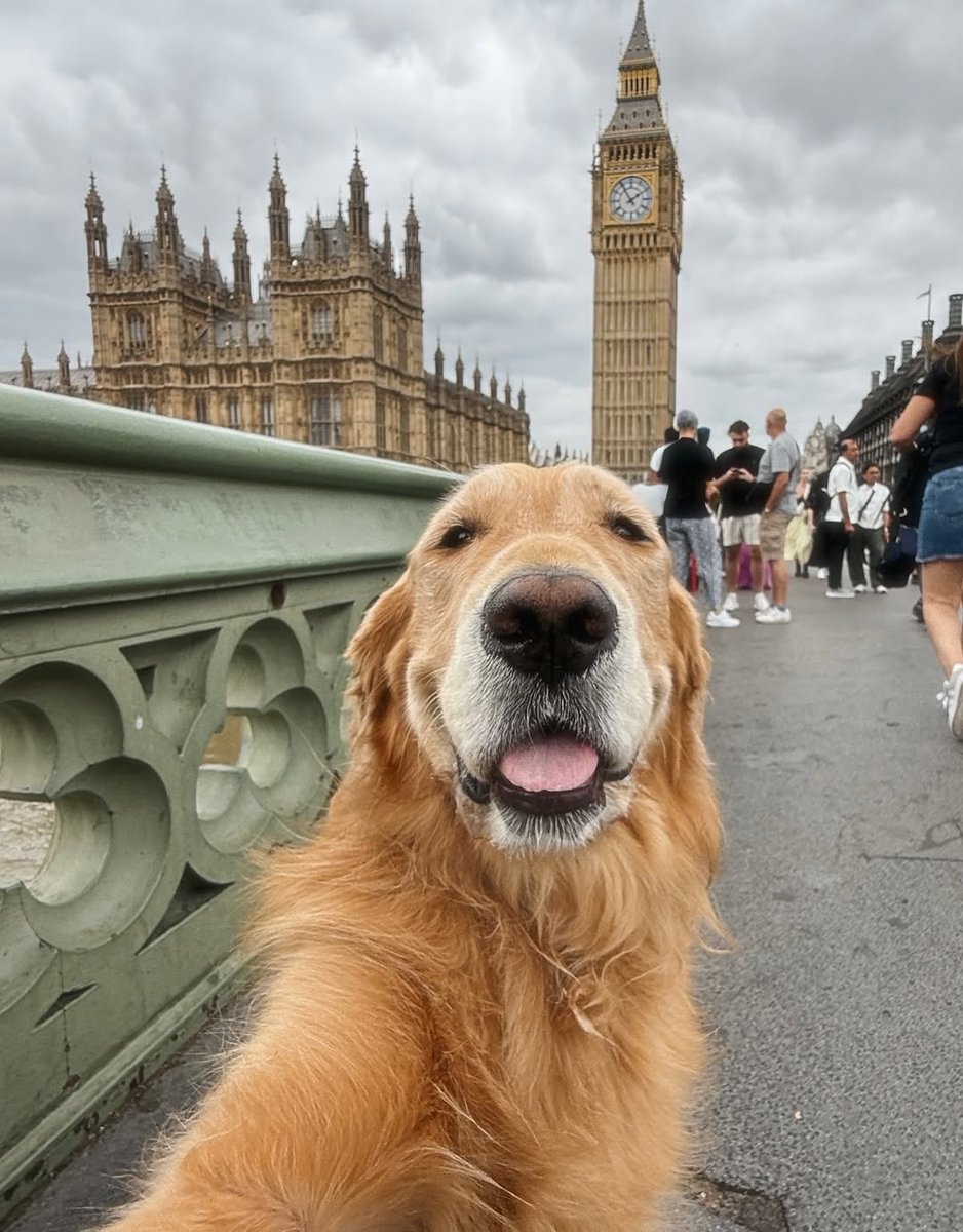 dog_rates's tweet photo. This is Bagel. He has traveled far and wide, experienced many different cultures, seen all kinds of sights, and most importantly, figured out his best angles. 13/10 https://t.co/P8hzmgHclf
