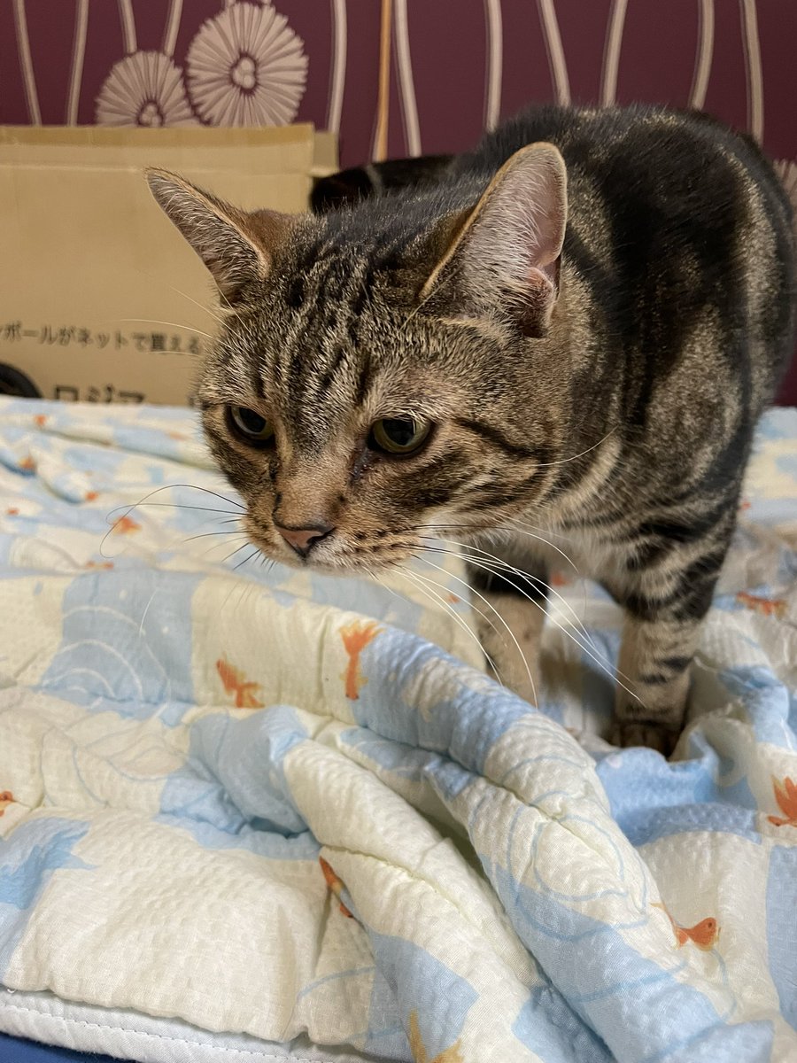 じゃれねこ『2月11 青龍』