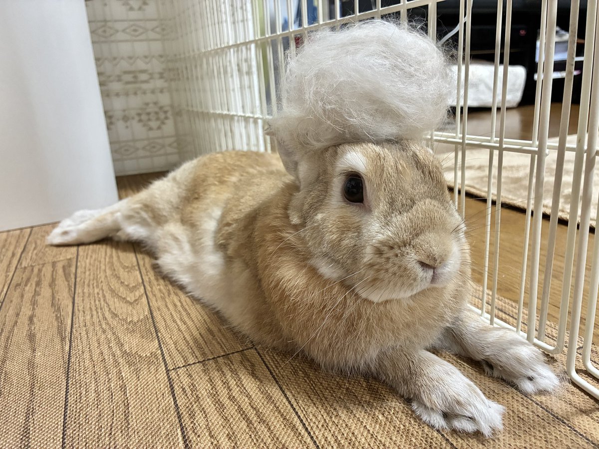 uchameru's tweet photo. いっぱい抜けたうさぎ https://t.co/BXLiC2ymC4