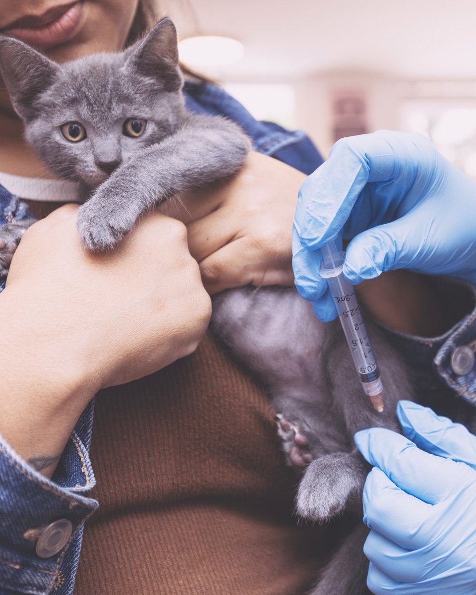 adoptamiu's tweet photo. Yyy eso significa que… Hierbabuena y Perejil oficialmente están en adopción 🥹 Si estabas esperando este momento, ¡llegó la hora! Escríbenos para iniciar el proceso de adopción 💫 https://t.co/0w7y88bP5l