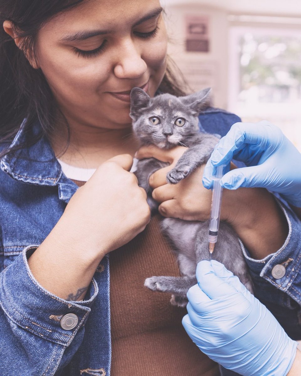 adoptamiu's tweet photo. Yyy eso significa que… Hierbabuena y Perejil oficialmente están en adopción 🥹 Si estabas esperando este momento, ¡llegó la hora! Escríbenos para iniciar el proceso de adopción 💫 https://t.co/0w7y88bP5l