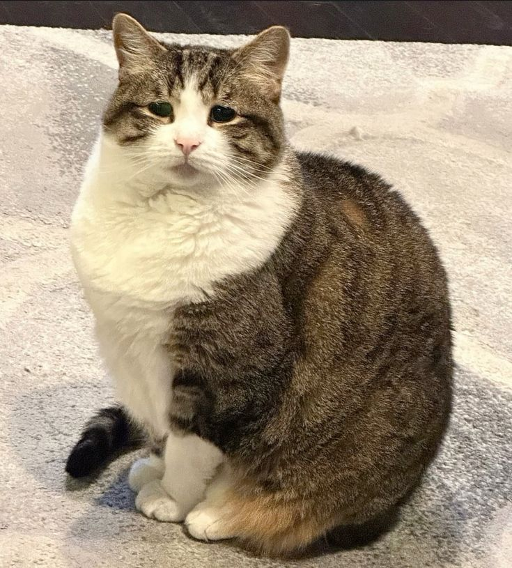 dailymocabunny's tweet photo. 요즘 사는 게 지치고 힘들어서
리뷰 의무 없는 선물
양심적으로 5개만 받고 싶다
양심 없이는 1억개. https://t.co/q0H4POLQzc