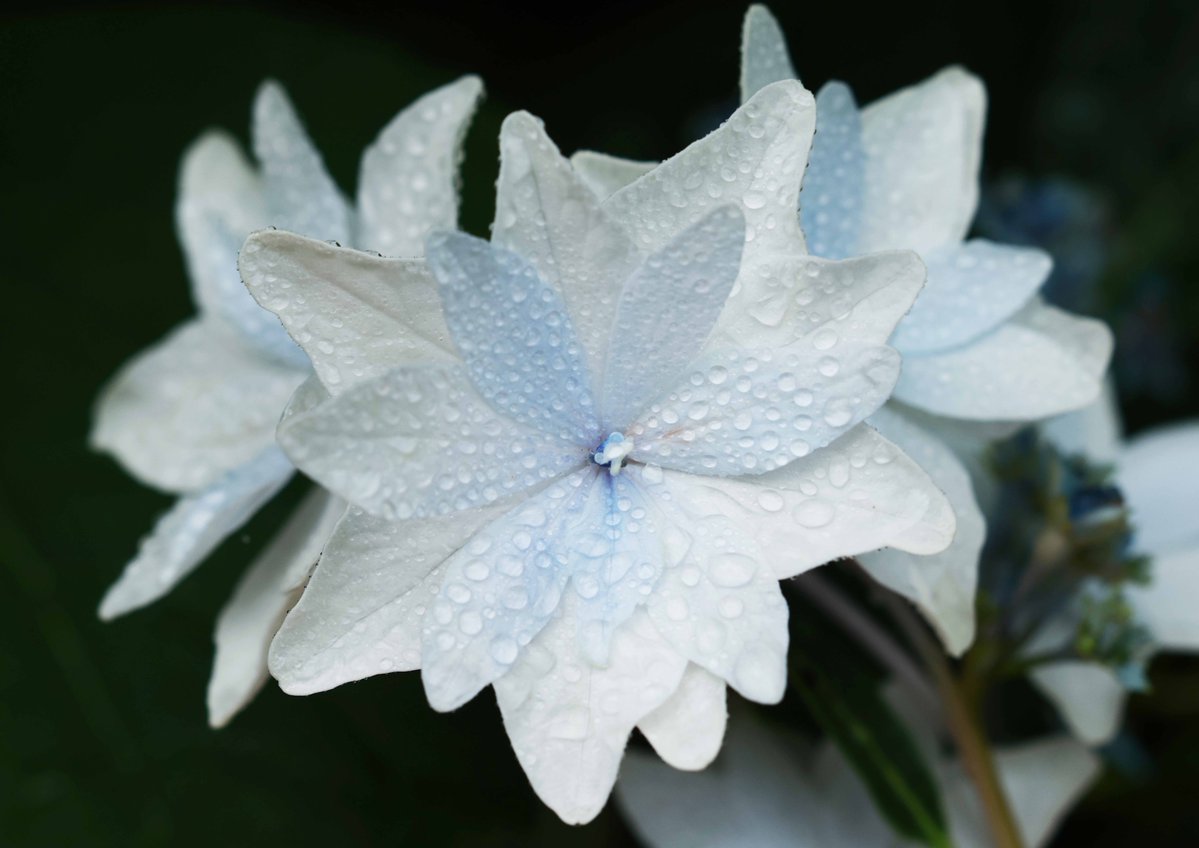 hiroshisj's tweet photo. 教会の庭に咲いた、「隅田の花火」という品種のアジサイ。うっすらとブルーが入って涼しげです😇 https://t.co/JWKR1LUEZC