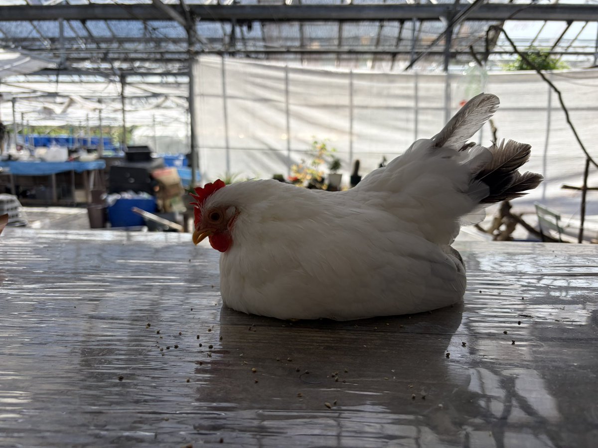 pipipimimimi3's tweet photo. うにちゃん🐔

ひので屋さんで置物みたいになってる🤭

そしてセラマちゃんとご対面〜🤗

🐔＜え？なんなのよ？この小さい子達は？！💦

うこちゃんズは強ボス感…🫪🫣

 #チャボ
 #セラマ
 #烏骨鶏 https://t.co/rHwBgvuM0s