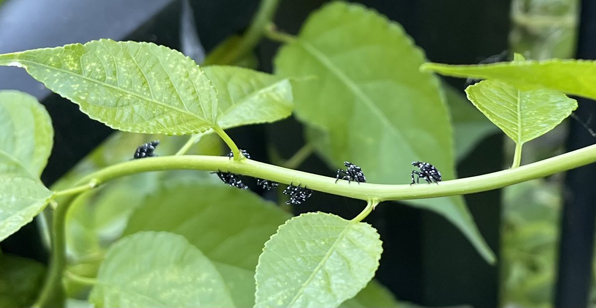 DarlesChickens_'s tweet photo. These dumb fuck spotted lanternfly nymphs have just been sitting here all day. https://t.co/EvRynPExRw