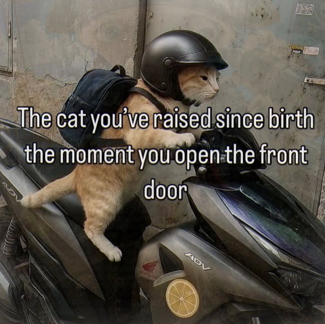 Cats_ooc's tweet photo. https://t.co/avVn35uWug