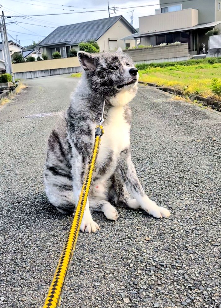 秋田犬こゆきと愉快な仲間達 tweet media